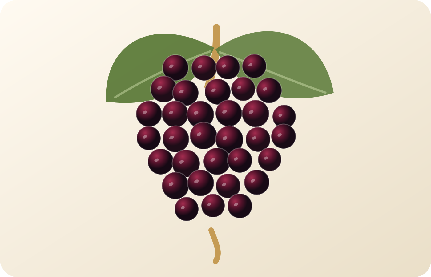 Garnacha grape illustration