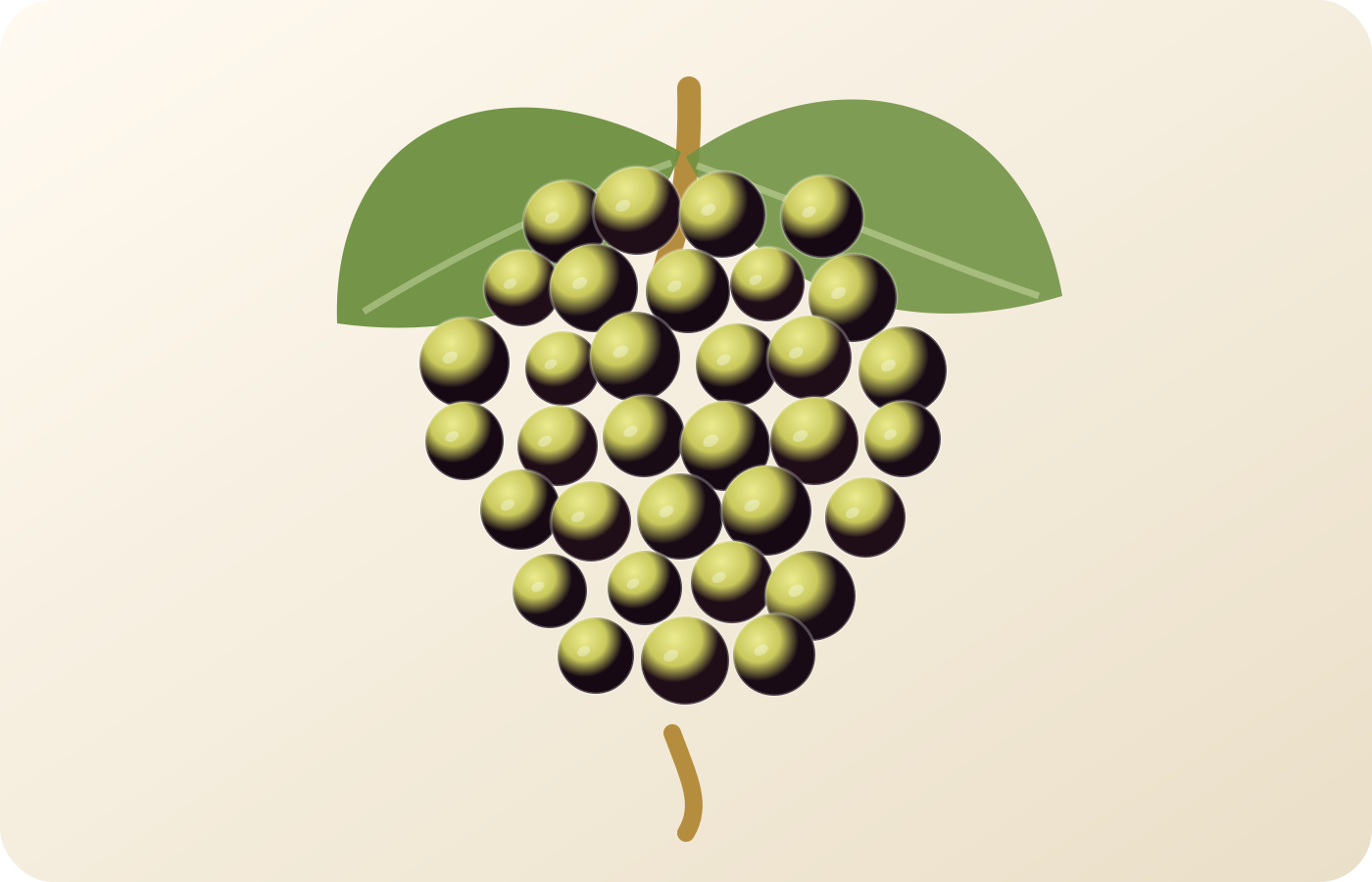 Verdejo grape illustration