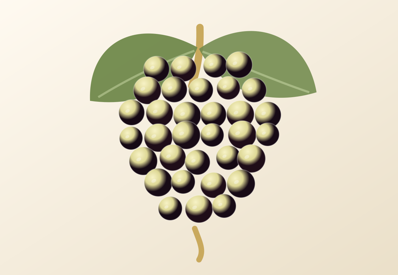 Airén grape illustration